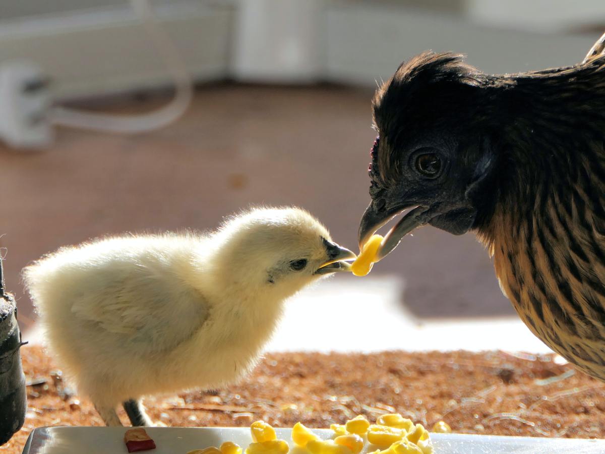 Awakening Compassion