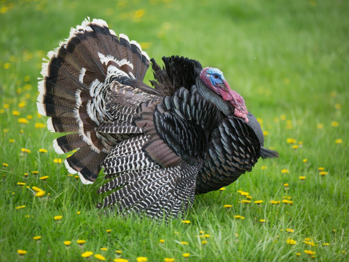 Enjoying a Vegan&nbsp;Thanksgiving