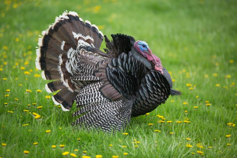 Turkey on grassy field