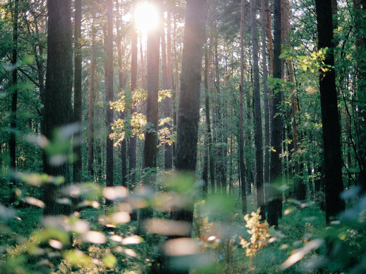 The Healing Power of Vegan&nbsp;Values